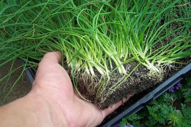 Как вырастить репчатый лук за один сезон: инструкции по выращиванию рассады, выбору сортов и уходу