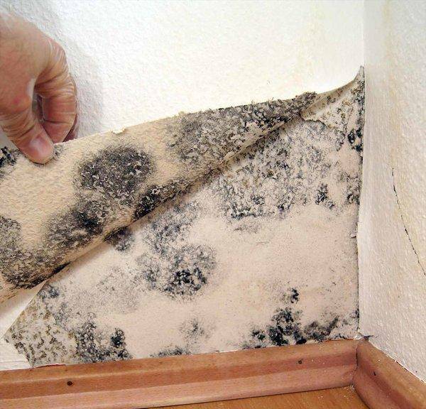 Чем опасны плесень и грибок на стенах и потолке в квартире, доме, как влияют на здоровье человека