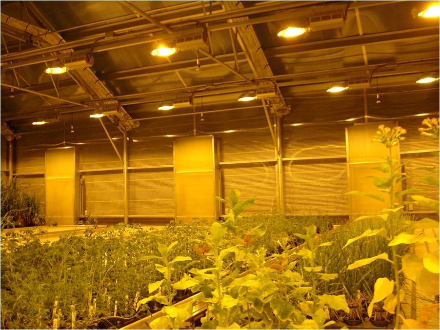Освещение растений в теплице: особенности, режим, своими руками, лампы, светильники, светодиодные, система, расчет