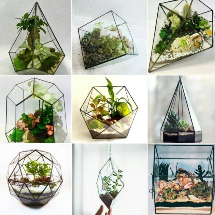 Флорариум с суккулентами (32 фото): как посадить цветы в аквариум из стекла? как сделать садик из суккулентов в стеклянной вазе своими руками?