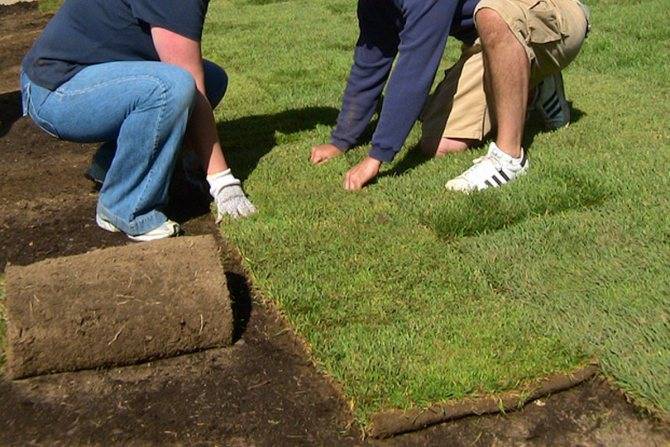 Как посадить газонную траву своими руками весной для начинающих