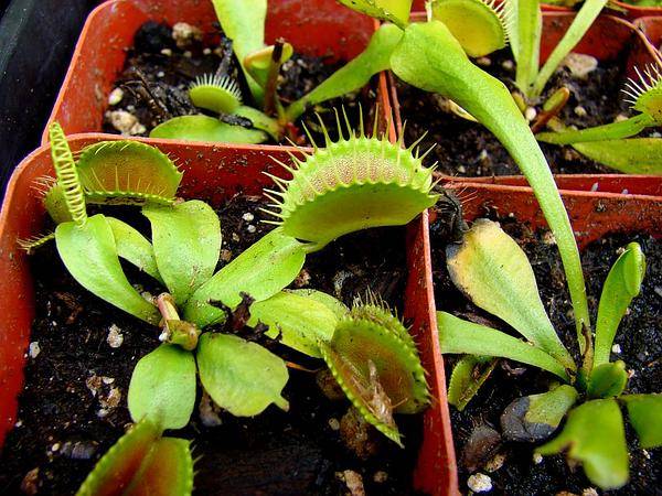 Растение- хищник: дионея, венерина мухоловка. особенности ухода в домашних условиях
