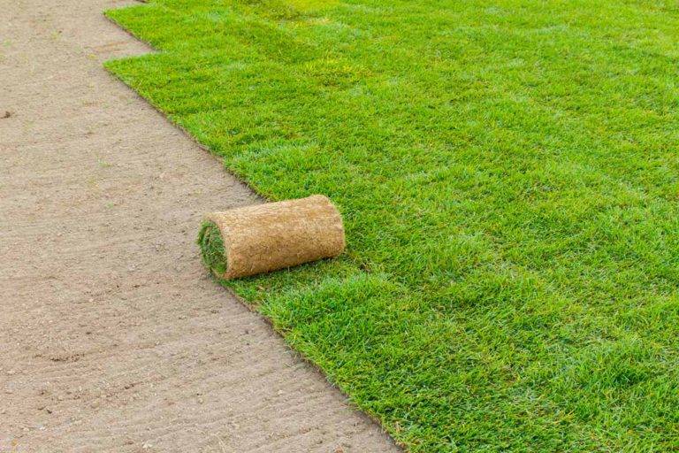 Как выбрать газонную траву для двора, дачи и посева на детской площадке