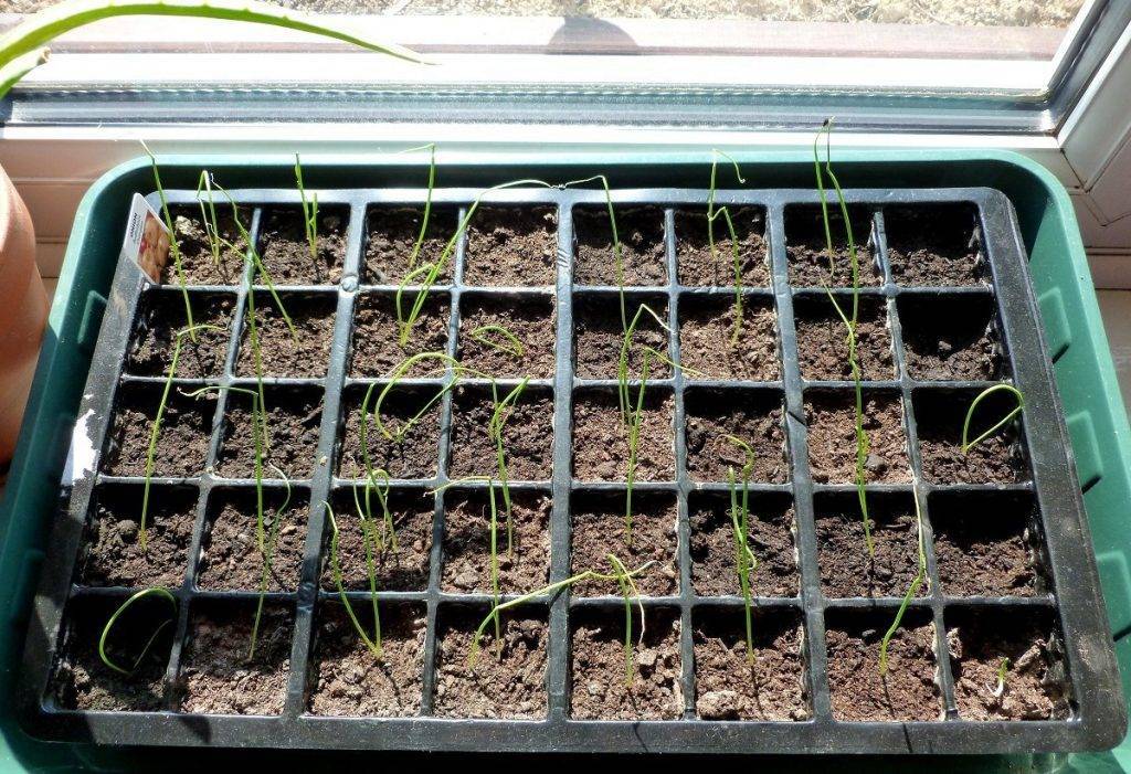 Выращивание лука из семян: как вырастить и посадить весной в открытом грунте, как сажать, сеять репчатый, на какую глубину, технология, один сезон через рассаду