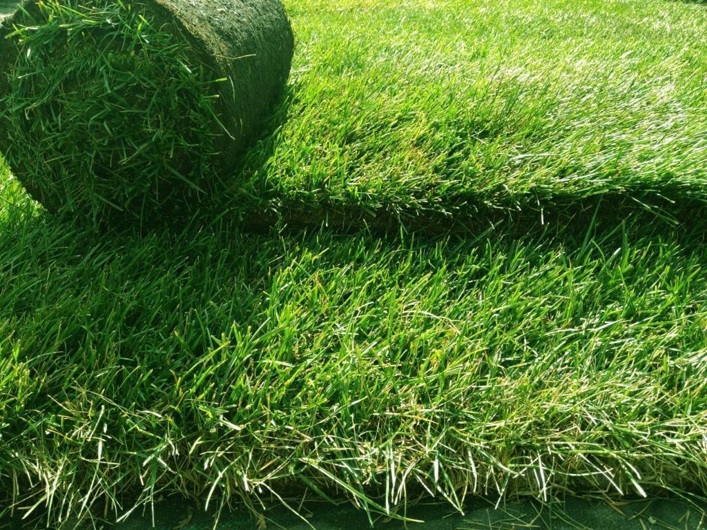 Газонная трава: как выбрать сорт для разных типов газона с фото