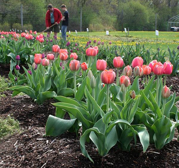 Тюльпаны весной: особенности посадки и ухода