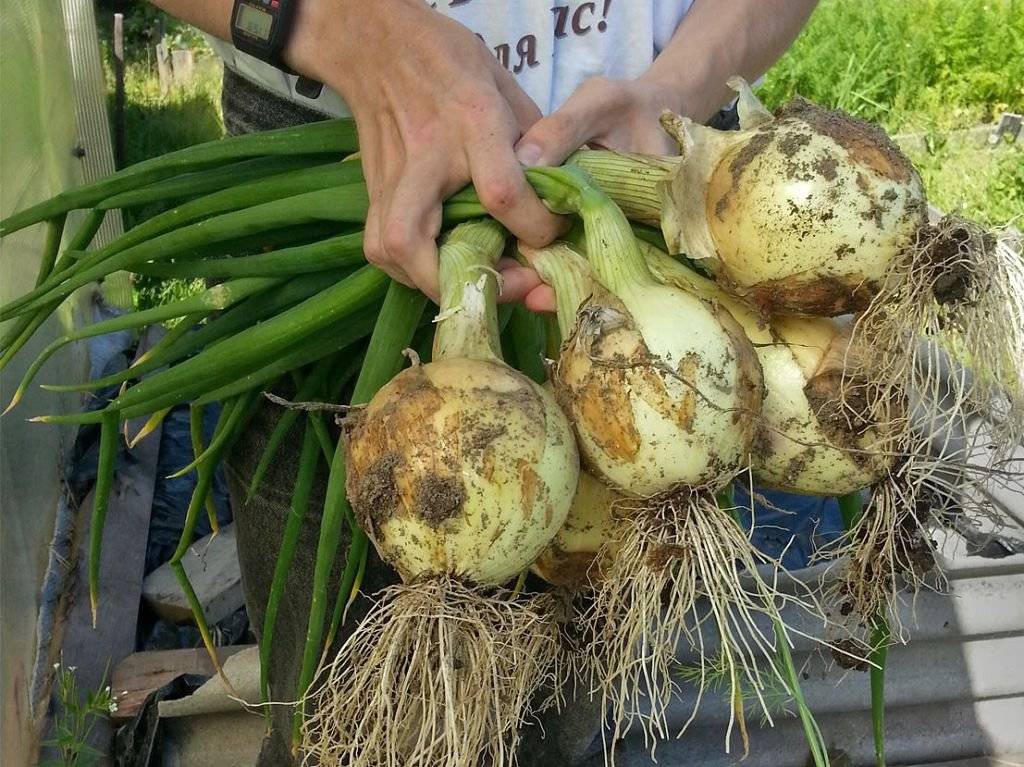 Секрет выращивания лука через рассаду за один год. как получить овощ из семян за сезон?
