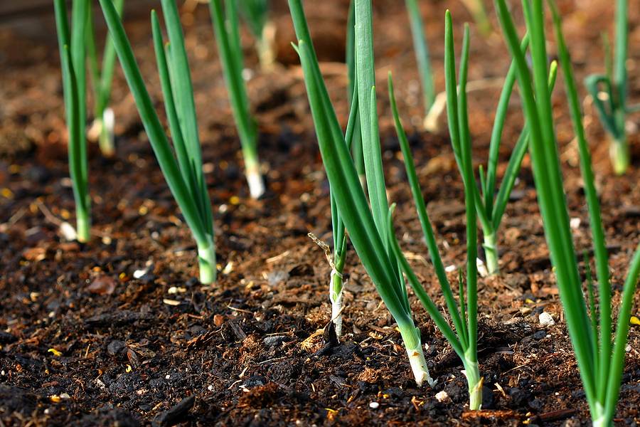 Как получить лук из семян за один год: правила выращивания через рассаду, посадка в грунт