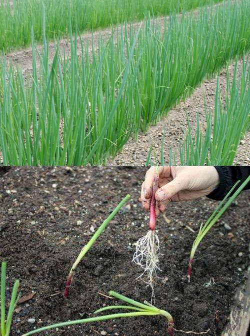 Как вырастить лук из семян (личный опыт): группа практикум садовода и огородника