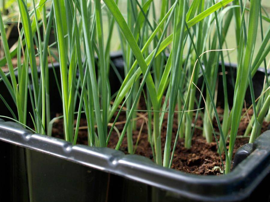 Выращивание лука из семян за один сезон через рассаду: как вырастить в домашних условиях, когда  сажать, пошаговая инструкция