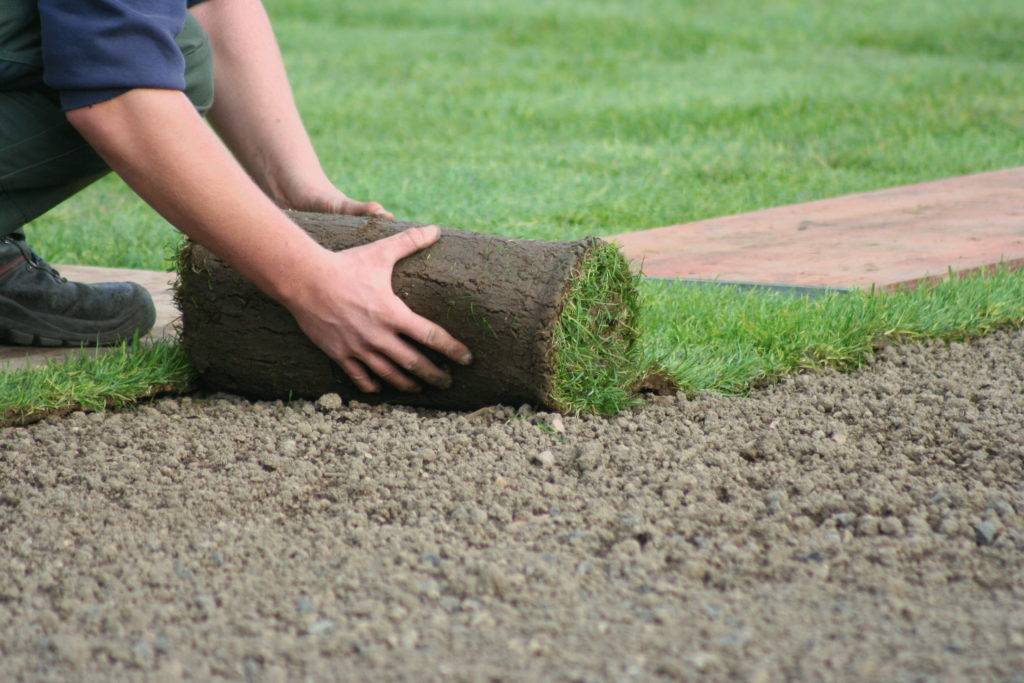 Как сделать газон своими руками: пошаговая инструкция