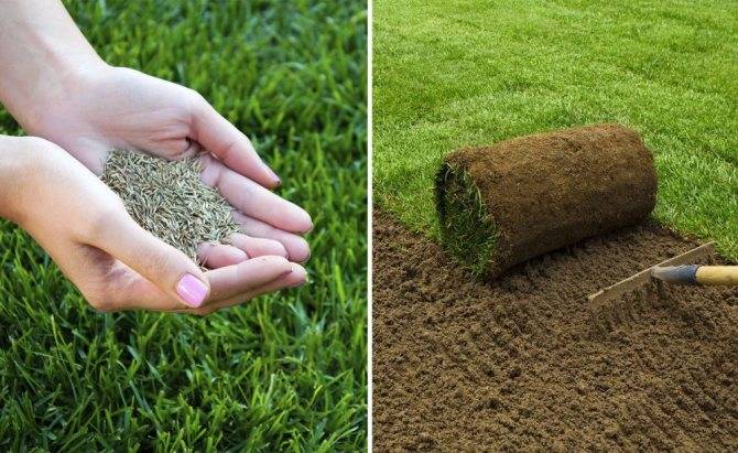 Семена для газона: как выбрать правильный состав смеси, чтобы посадить газон