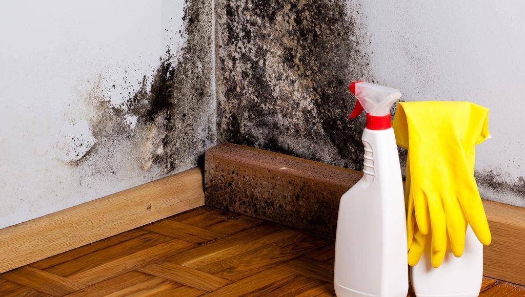 Как избавиться от плесени в домашних условиях- эффективные способы