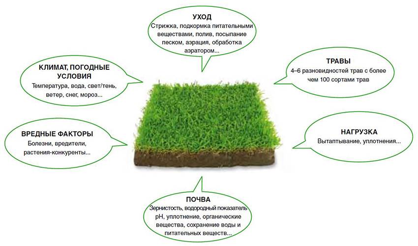 Трава для газона: особенности, критерии выбора и расчет количества семян, монокультуры, виды травосмесей, популярные растения