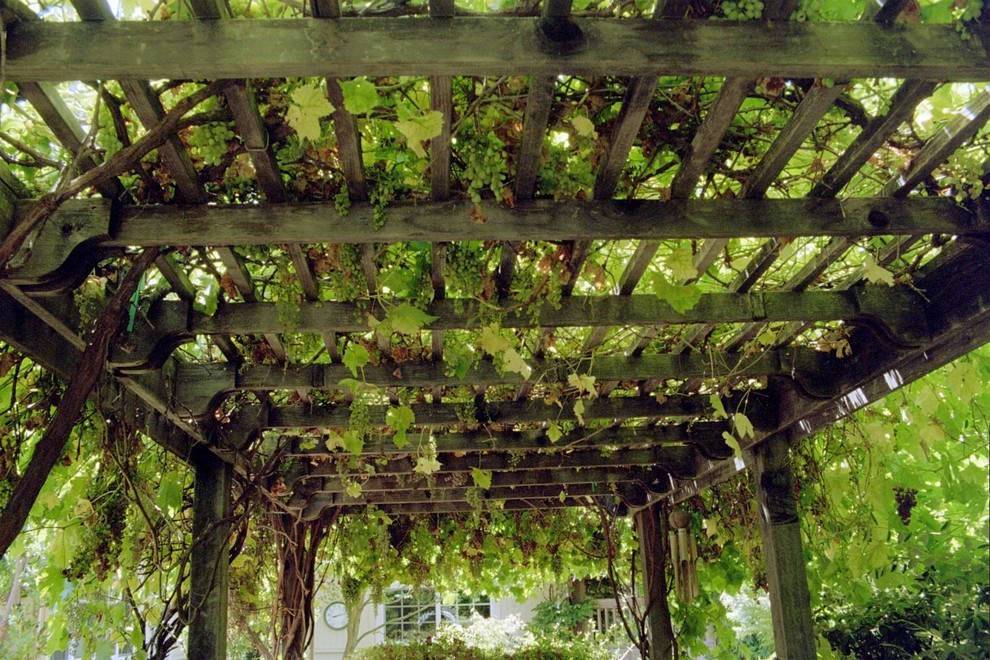 Шпалера для винограда: размеры, схема, как установить, подвязать, видео