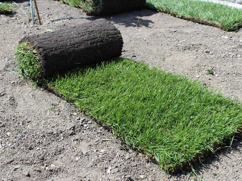Как выбрать газонную траву для двора, дачи и посева на детской площадке