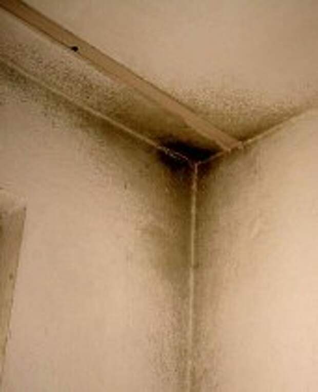 Причины cырости стен в квартире и углов в комнатах: способы борьбы с плесенью