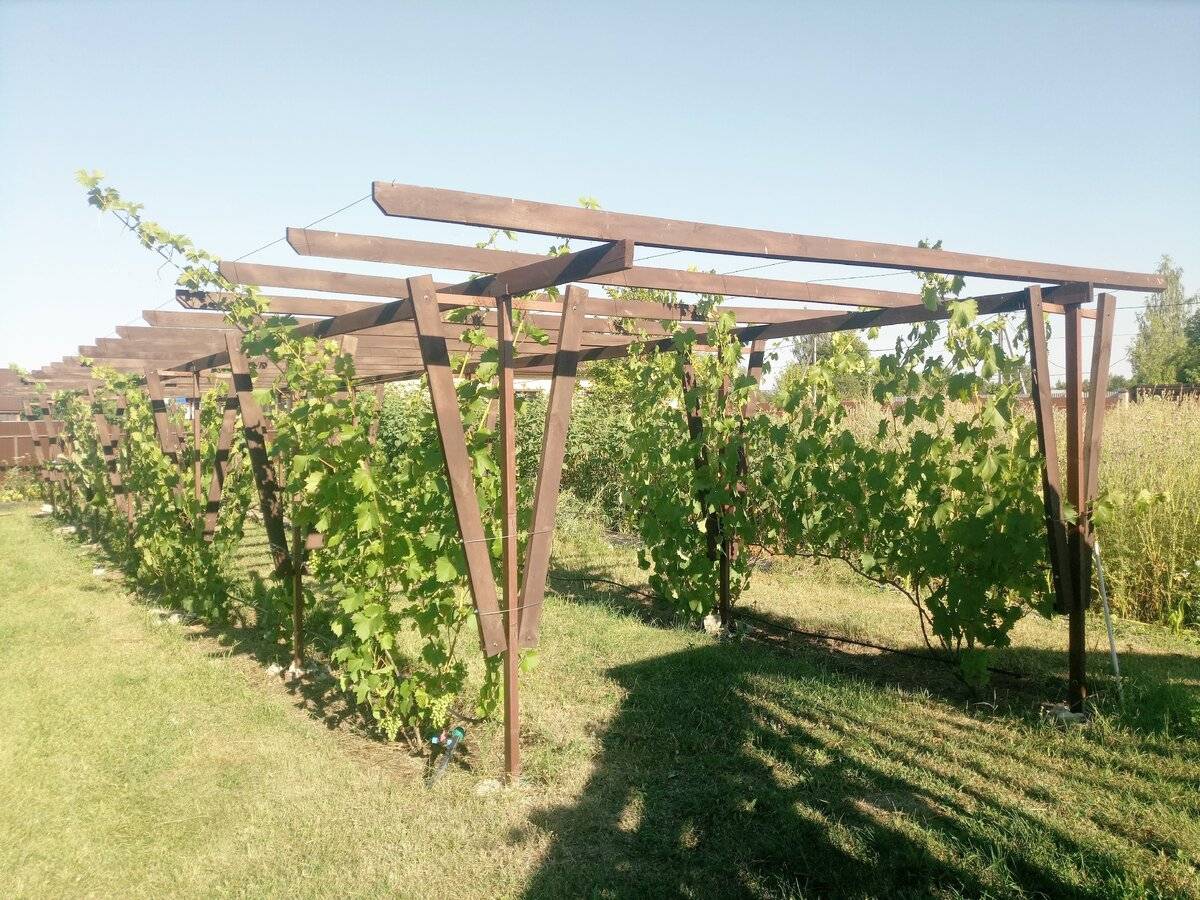 Пергола для винограда: описание конструкции, особенности создания своими руками